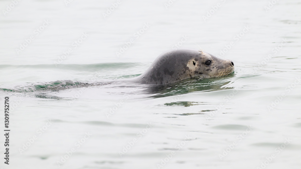 Fototapeta premium Wild Harbor Seal phoca vitulina swimming with head above water