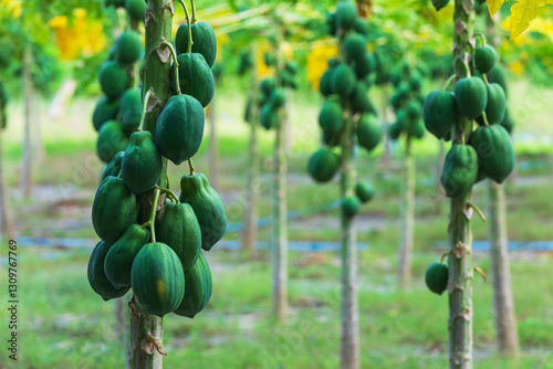 Papaya plantation on an isl...