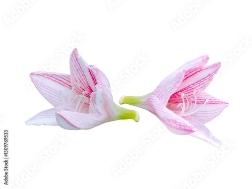Amaryllis Belladonna
