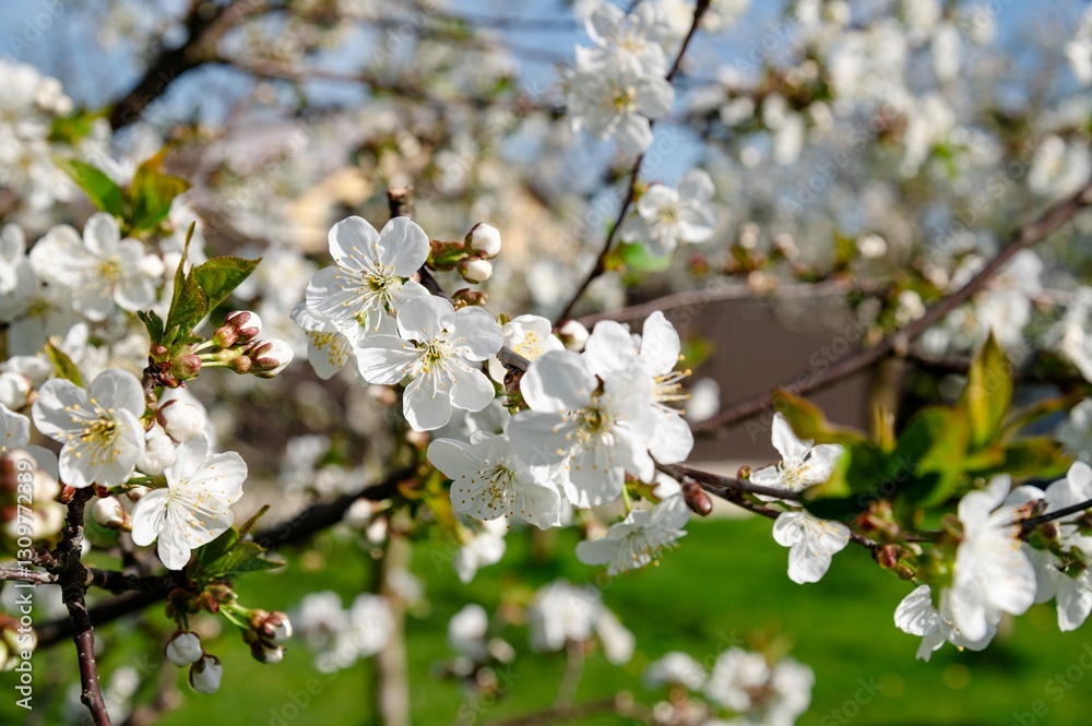 Cherry blossoms bloom beautifully under a clear blue sky in a vibrant garden during springtime Cherry blossoms bloom beautifully under a clear blue sky in a vibrant garden during springtime