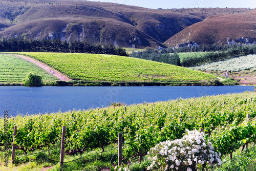 Vineyards based in one of South Africa’s finest wine-making regions, Walker Bay. Situated in the Hemel-en-Aarde valley of Hermanus, this region is well-suited to the production of Pinot Noir.