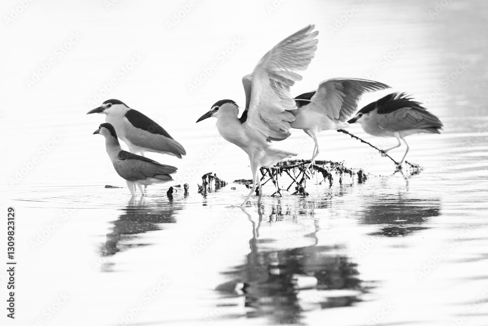 Obraz premium Black-crowned Night herons at Tubli bay, Bahrain