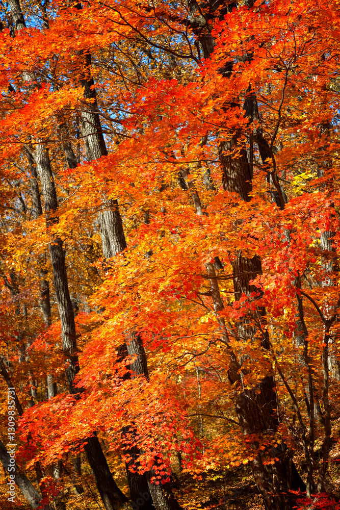 Maples with bright red leaves in autumn, Primorye, Russia Maples with bright red leaves in autumn, Primorye, Russia