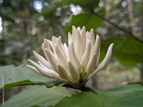 Beautiful and close up coffee tree flowers.