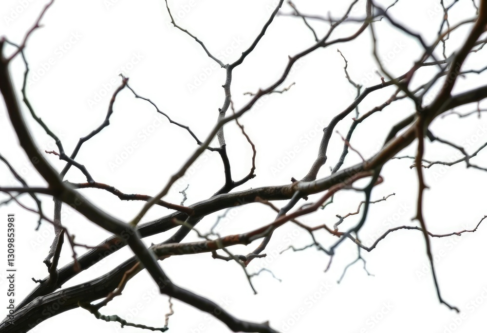 Bare, twisting branches isolated against a pure white backdrop, macro, aged Bare, twisting branches isolated against a pure white backdrop, macro, aged