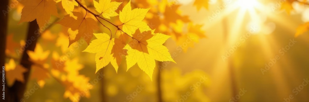 Hanging yellow leaves of a deciduous tree against a warm sunlight,, yellow, ginkgo Hanging yellow leaves of a deciduous tree against a warm sunlight,, yellow, ginkgo