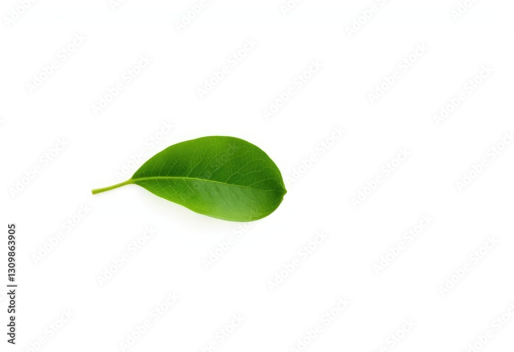 Obraz premium Single leaf, isolated on pure white background, color, backdrop