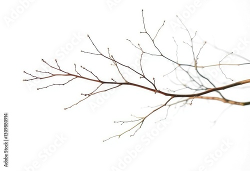 Delicate, bare branches splayed against a pure white backdrop, pattern, flora