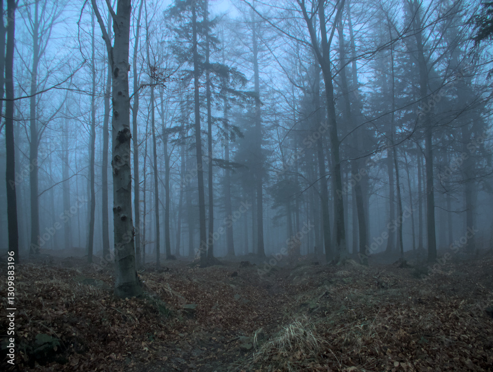 Naklejka premium An ethereal view of a forest shrouded in mist. Bare trees line a dirt path leading into the depths of the foggy woods.
