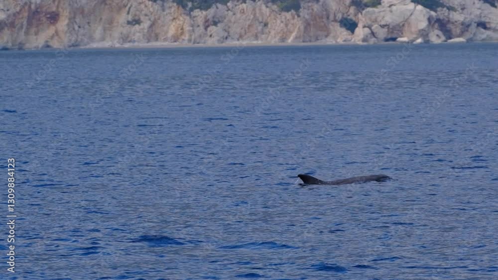 Dolphin surfacing to breathe. Slow motion video Dolphin surfacing to breathe. Slow motion video