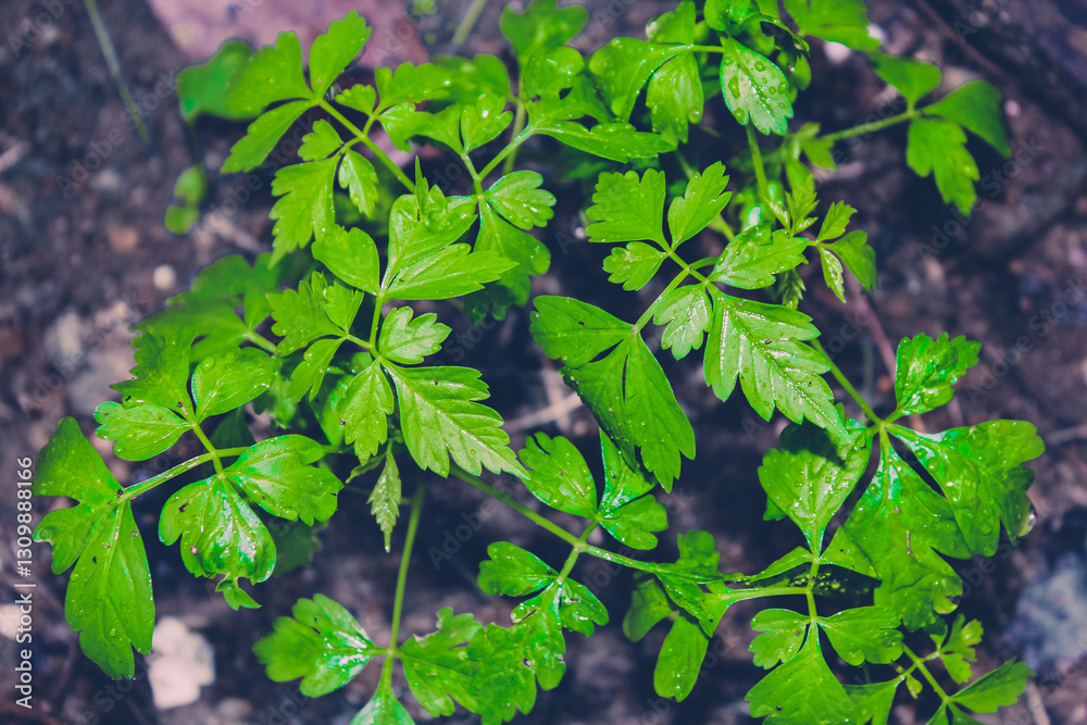 green leaves on a branch green leaves on a branch