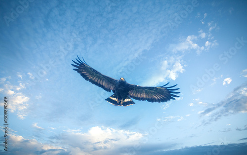 Black hawk in flight searching for prey over the waters of the Tárcoles river near Puntarenas, Costa Rica