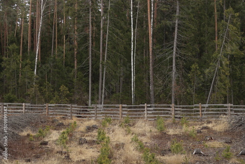 Fencing made of boards in a coniferous forest to protect young forest plantings from wild animals