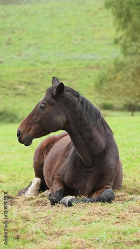 Brown tired sleepy horse lying in a meadow on a pasture in the rural countryside vertical video