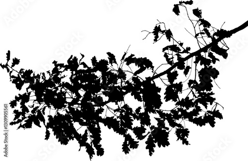 Vector illustration of natural oak tree branch with leaves
