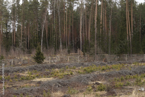 Fencing made of boards in a coniferous forest to protect young forest plantings from wild animals