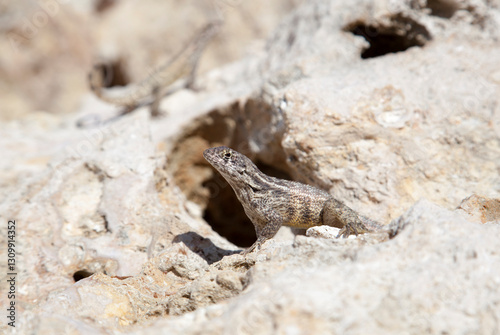 Obraz na płótnie Grand Cayman Island Little Lizard w salonie