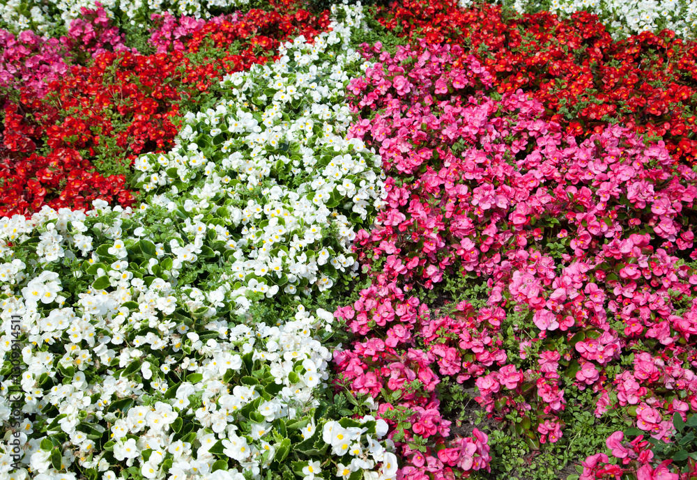 Sopot Town Summertime Colorful Flowers