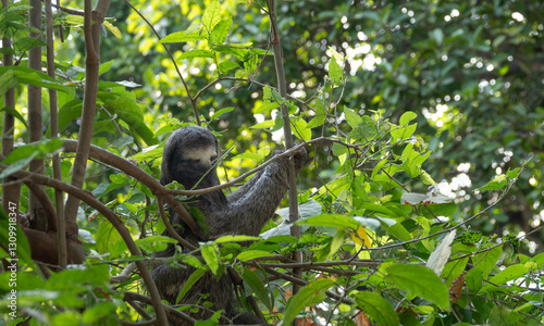 Obraz na płótnie A young three-toed sloths feeding on a tree in a rain forest reserve, Cartagena, Colombia w salonie
