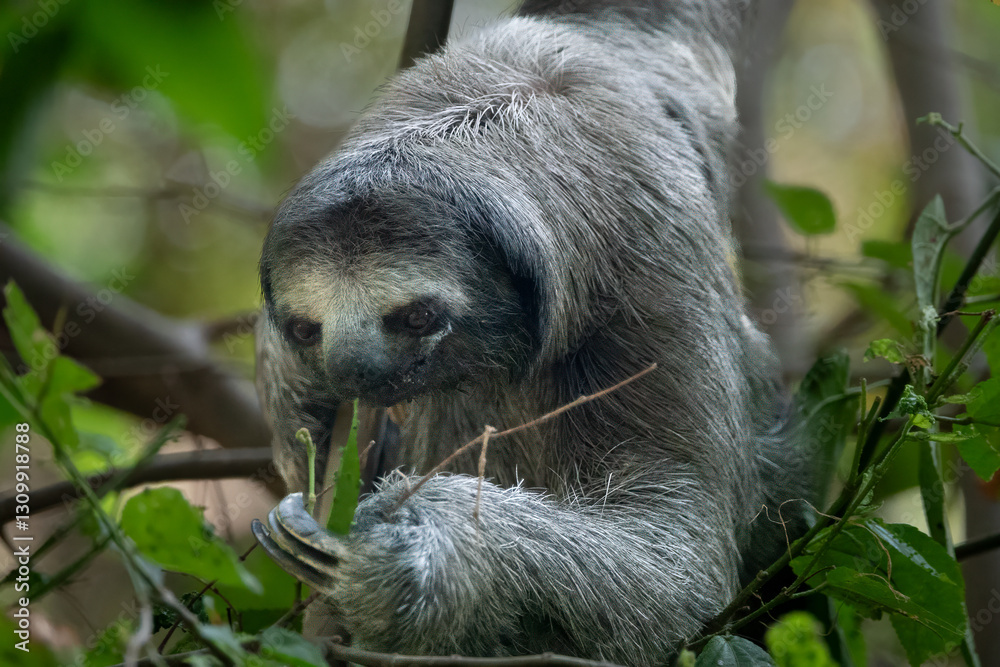 Fototapeta premium Closeup of a sloth using its three toes to bring selected leaves to its mouth, Cartagena, Colombia
