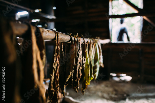 Leaves of tobacco drying photo