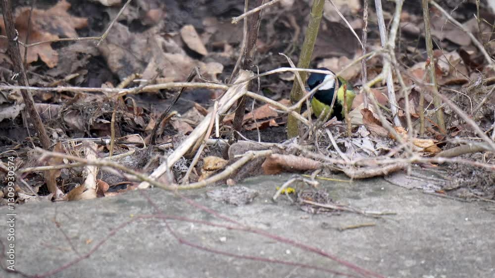 The tit is probably looking for insects or larvae hiding under the leaves. The tit is probably looking for insects or larvae hiding under the leaves.