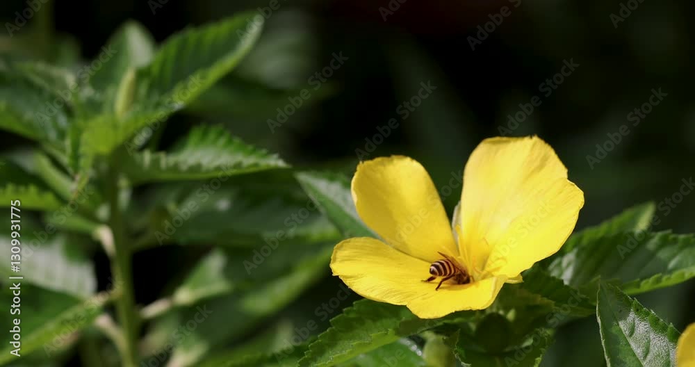 Slow motion of closeup bee flying to collect nectar at small yellow flower. Slow motion of closeup bee flying to collect nectar at small yellow flower.