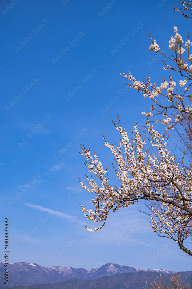 花咲く梅の花と山岳風景 花咲く梅の花と山岳風景