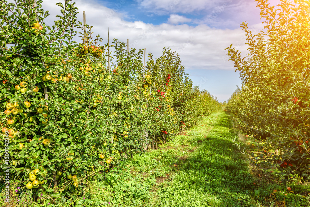 Naklejka premium Apple orchard with red ripe apples on branches.Two rows of apple trees full of fruit seen under a blue sky nearly ready for picking.Apple orchard.Morning shot.