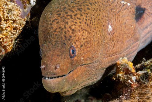 Maldives, Yellowmargin Moray (Gymnothorax flavimarginatus) photo