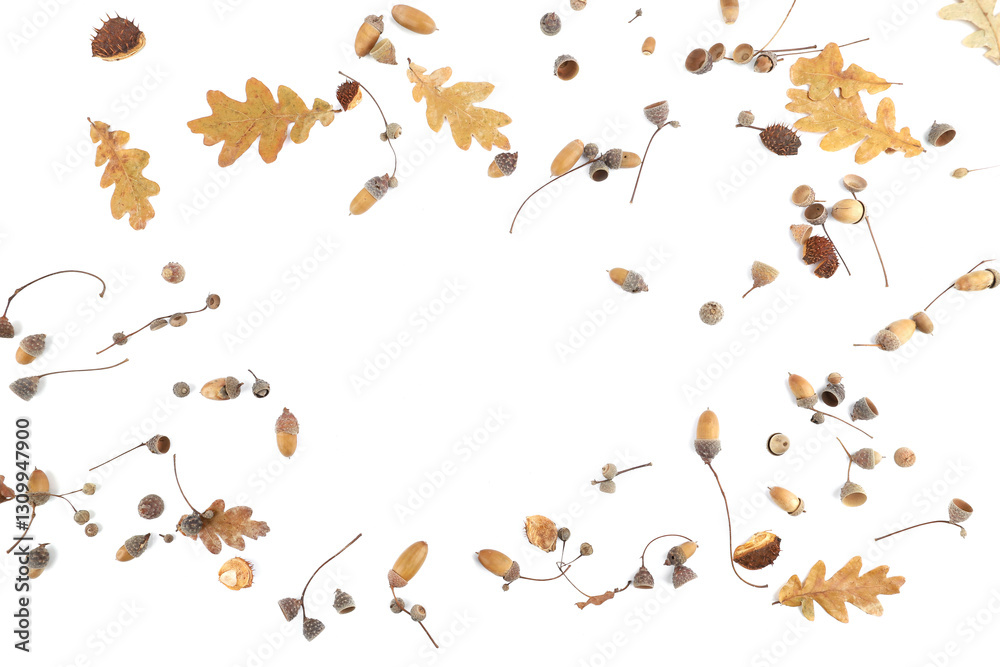 custom made wallpaper toronto digitalAbstract arrangement of oak acorns isolated on white background. Set of dry brown acorns, leaves.