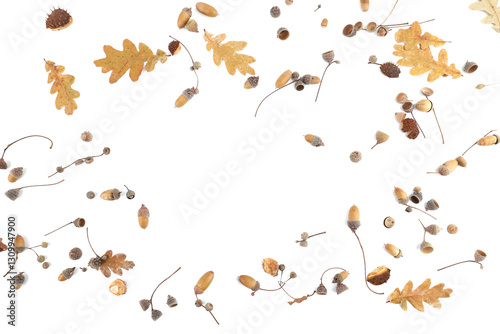 Wallpaper Mural Abstract arrangement of oak acorns isolated on white background. Set of dry brown acorns, leaves. Torontodigital.ca