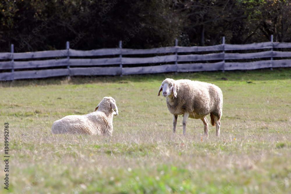 Fototapeta premium Sheep eat grass in a field.