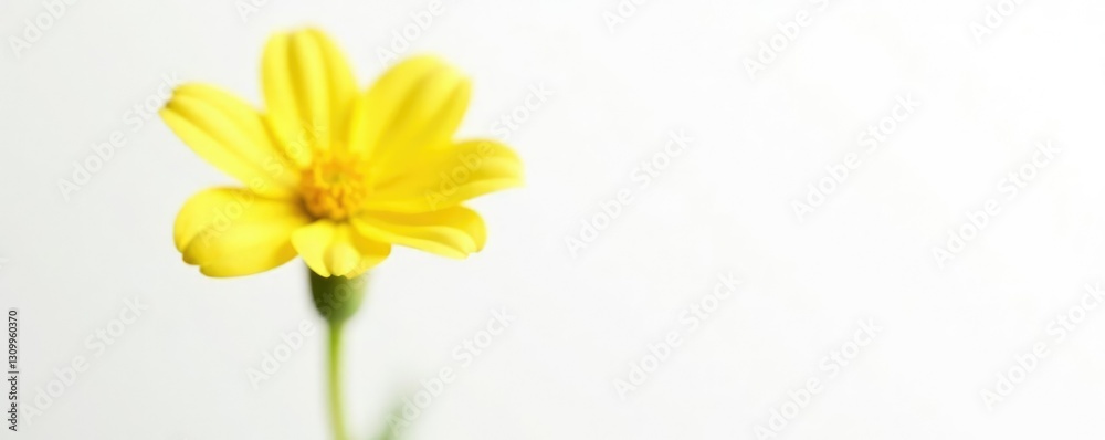Fototapeta premium Single bloom of small yellow flower isolated on white background, blossom, yellow, green