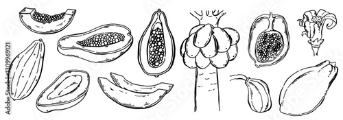 Papaya hand drawn set. Monochrome sketch with juicy slices and palm leaves. Outline drawing of exotic food and flowers. Clip art for menu or package design. Vector illustration