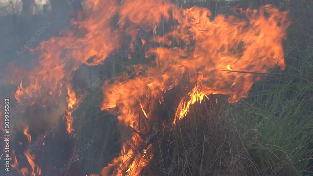 Intense Fire Burning Through Dry Grass Dramatic Flames in Natural Landscape 4K Slow Motion Clip Intense Fire Burning Through Dry Grass Dramatic Flames in Natural Landscape 4K Slow Motion Clip