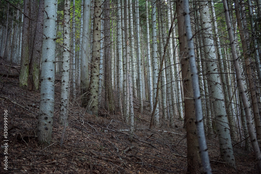 Obraz premium Italian villages and forests in the alps in Piedmont
