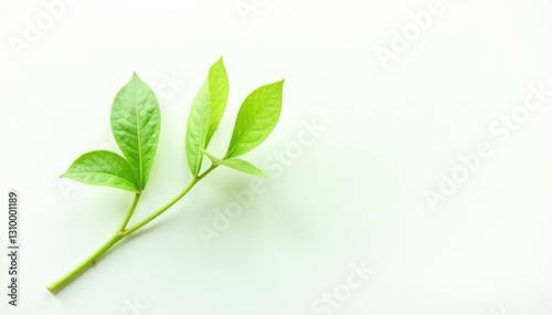 Simple green stem isolated on white background, plants, natural elements