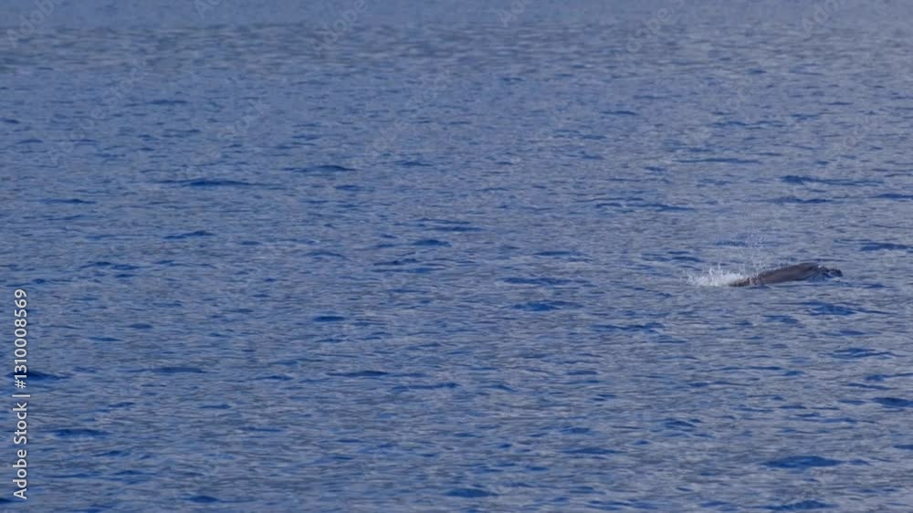Dolphin surfacing to breathe. Slow motion video Dolphin surfacing to breathe. Slow motion video