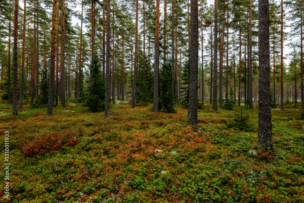 Obraz premium Magical fairytale forest. Forest covered of green moss in autumn