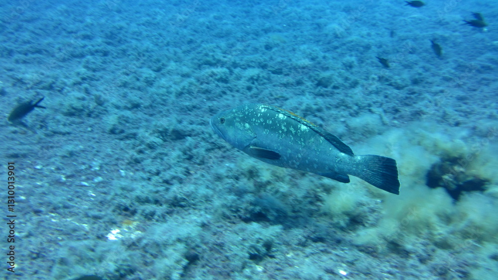 Obraz premium fish in the sea