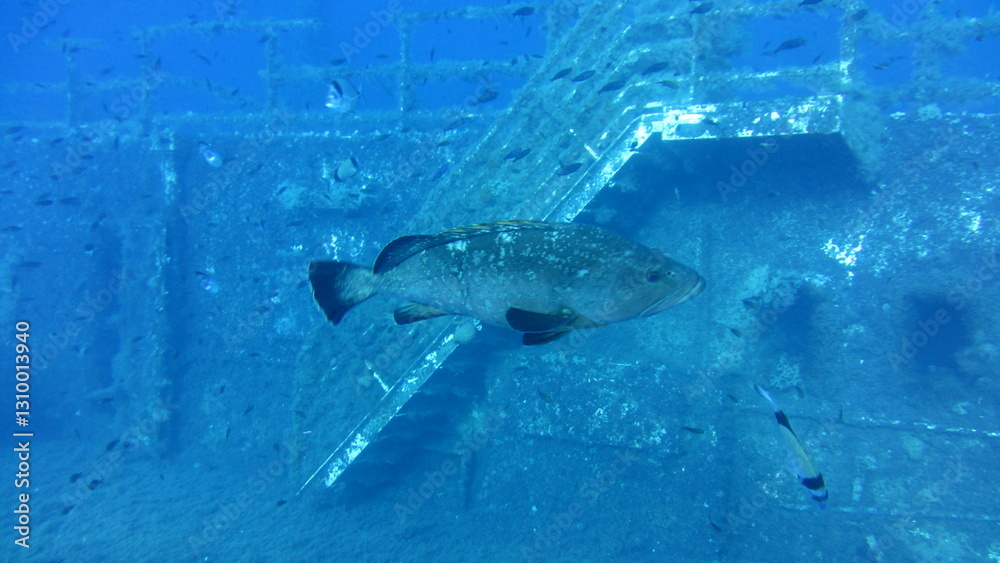 custom made wallpaper toronto digitalfish in the water