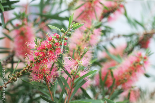 Bottlebrush Callistemon Pink Champagne is a large shrub ideal for hedging
