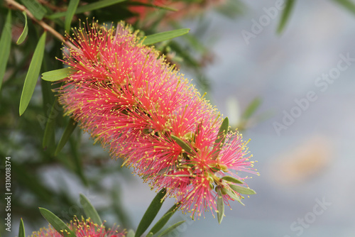 Bottlebrush Callistemon Pink Champagne is a large shrub ideal for hedging