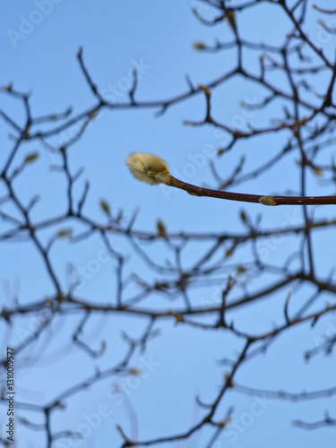 Magnolia buds in winter against the blue sky.