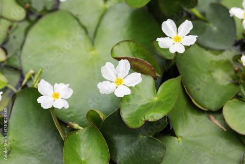 Fototapeta crested floating heart (Nymphoides hydrophylla)