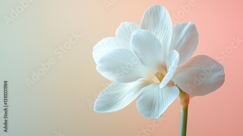 Close Up of Dewy White Flower on Pastel Background