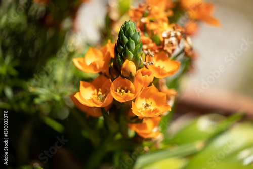 Obraz na płótnie vista macro nel dettaglio dei fiori arancioni di una pianta da giardino, illuminata dal sole, di giorno, in estate w salonie