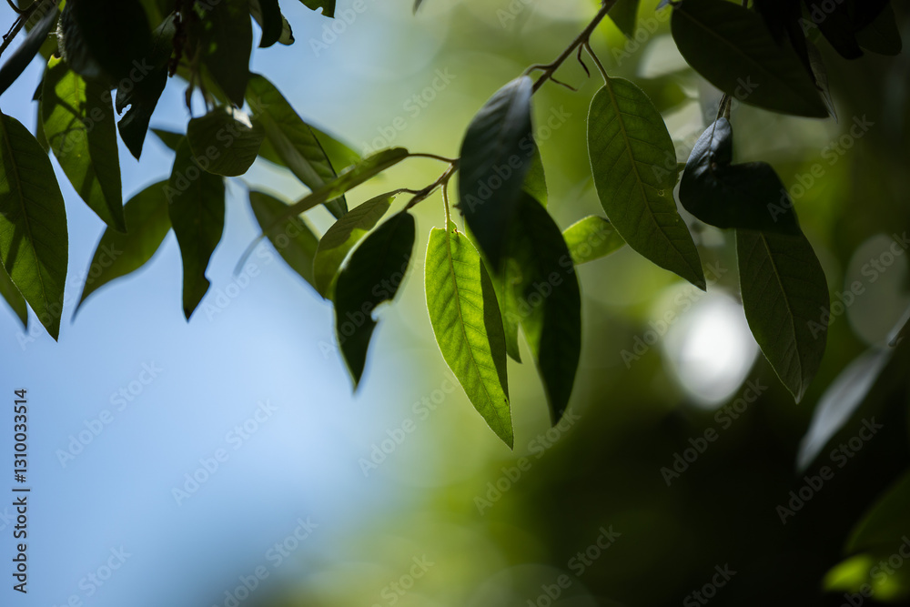 vista macro di varie foglie verdi sui rami di un albero nella penombra con sfondo sfuocato e dai colori vivaci, di giorno, in estate