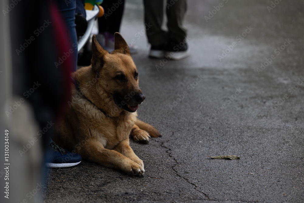 cane tipo pastore tedesco seduto a terra su di un marciapiede urbano, tranquillo vicino alle persone ferme al riparo durante un temporale estivo